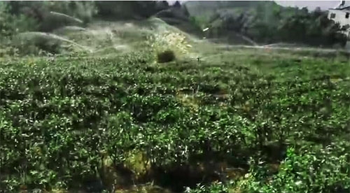 六盤水茶園香蕉成人A片视频項目