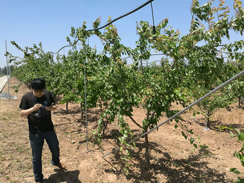 農業香蕉成人A片视频